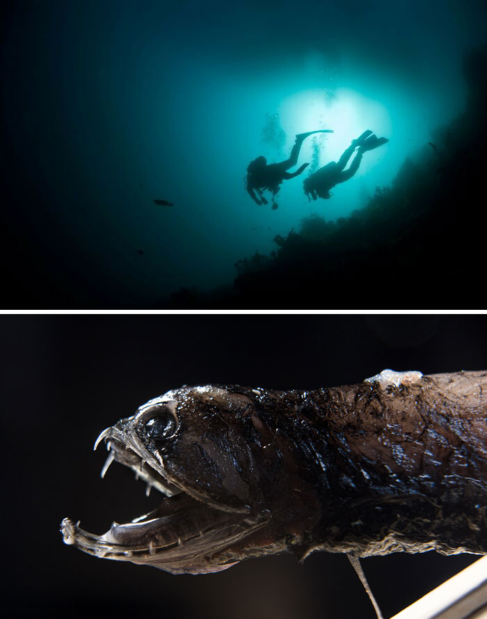 Two scuba divers exploring deep underwater with dark and eerie surroundings, illustrating disturbing facts at night.