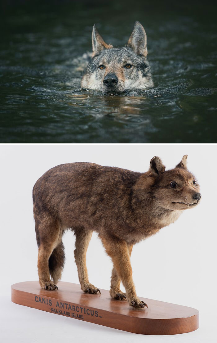 Wolf swimming in dark water, showcasing nature facts and new facts for those who enjoy learning new things.