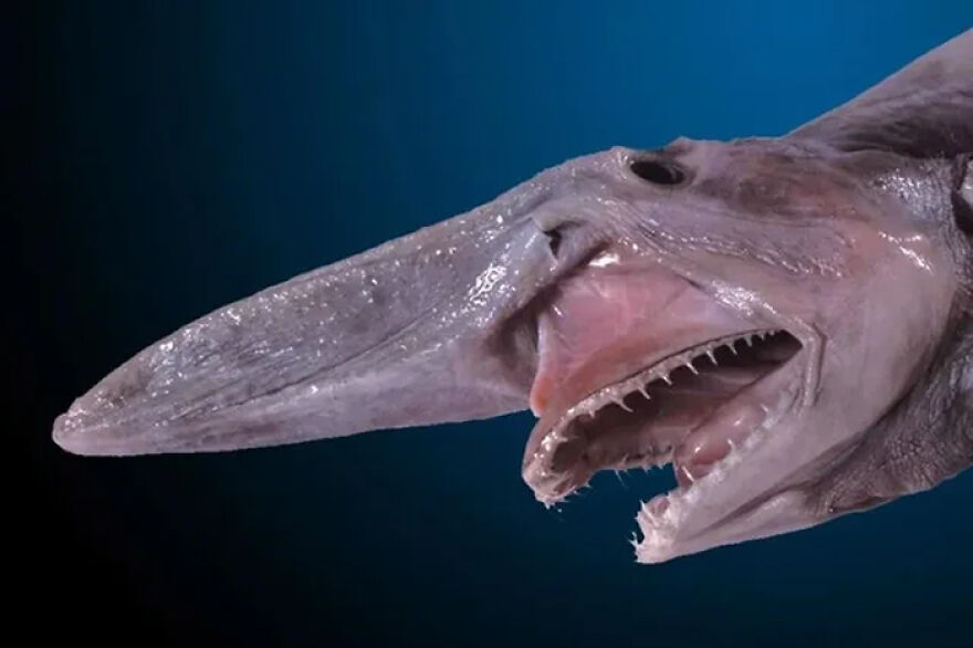 Goblin Shark with sharp teeth and elongated snout, considered one of the scariest animals in the world.