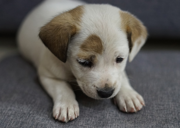 Small puppy with brown and white fur lying on a gray surface, looking down with a calm expression.