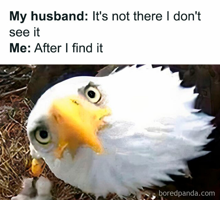 Eagle tilting head with caption about finding things, illustrating a cool mom parenting meme about perception and discovery.