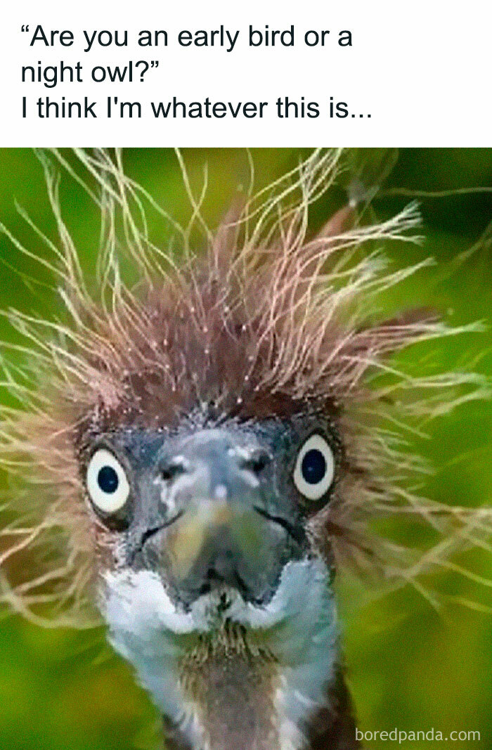 Humorous meme with a bird having wild feathers and text about being a night owl or early bird, capturing parent life.