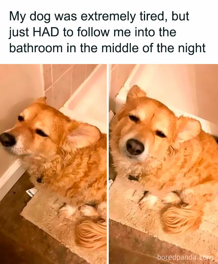 Tired dog following owner into bathroom at night, showcasing heartwarming moments to lift spirits from bad news.