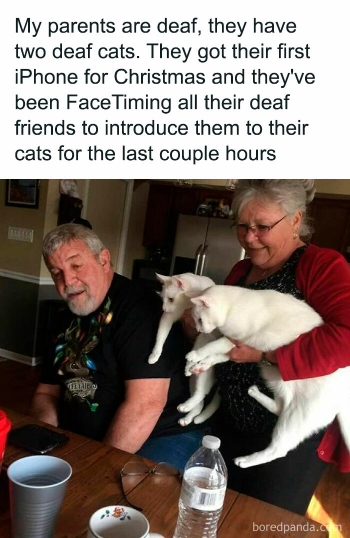 Elderly couple with two white cats, using technology to share heartwarming moments in a cozy home setting.