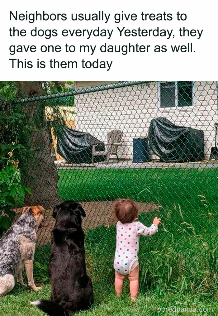 Heartwarming moment of a toddler and two dogs looking through a fence, perfect for posts about heartwarming stories.