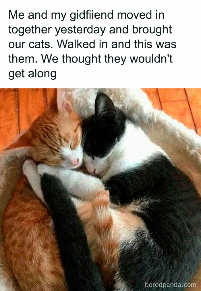 Two cats, one orange and one black-and-white, cuddling together in a cozy heartwarming post about pets getting along.