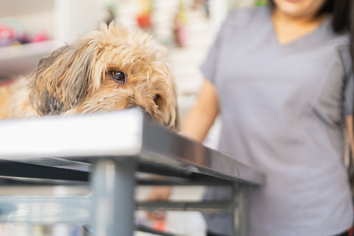Small dog resting on a table, with a person in scrubs nearby, related to boyfriend dragged online for euthanizing dog.