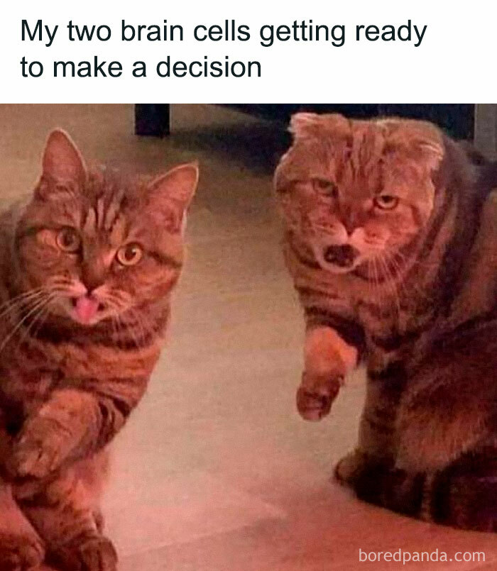 Two cats with funny expressions representing introvert-worthy memes about making decisions and brain cells.