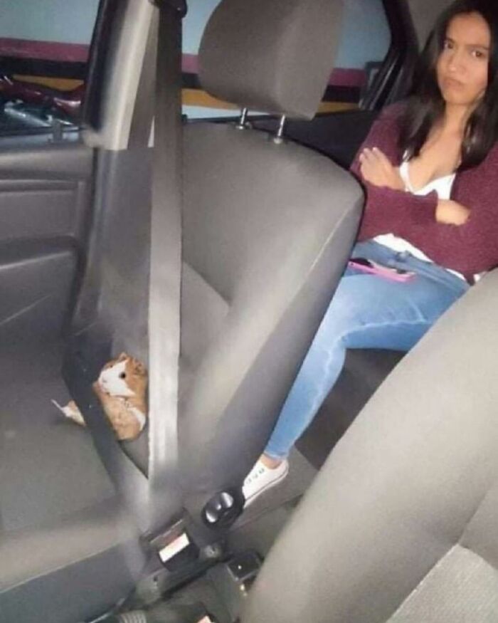 Small orange and white cat buckled into car seat with a woman sitting behind, showing a hilariously chaotic animal moment.