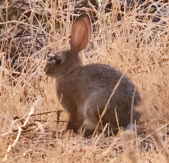 A wild animal with unusual flesh bubbles on its face, raising concerns about mutant deer and animal outbreaks in the US.