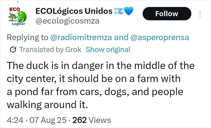 Tweet from ECOL&oacute;gicos Unidos expressing concern for celebrity duck Free Juan&rsquo;s safety in city center, urging relocation.