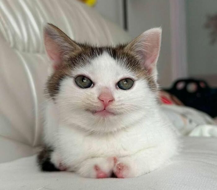 Adorable white and gray kitten with green eyes resting calmly on a white couch in a cozy indoor setting