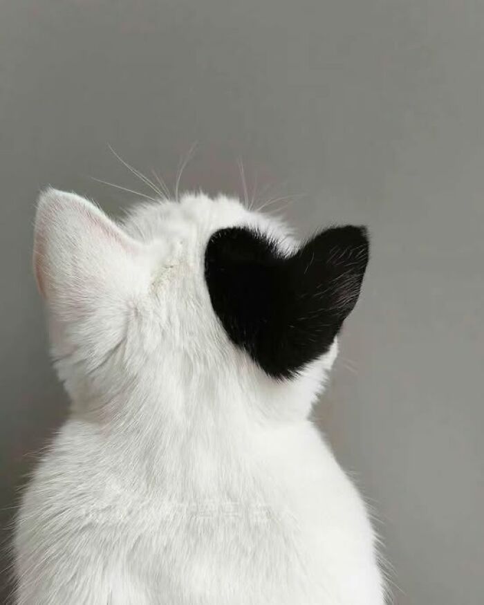 White cat with a black heart-shaped patch on its ear, showcasing one of the most adorable cat pics.