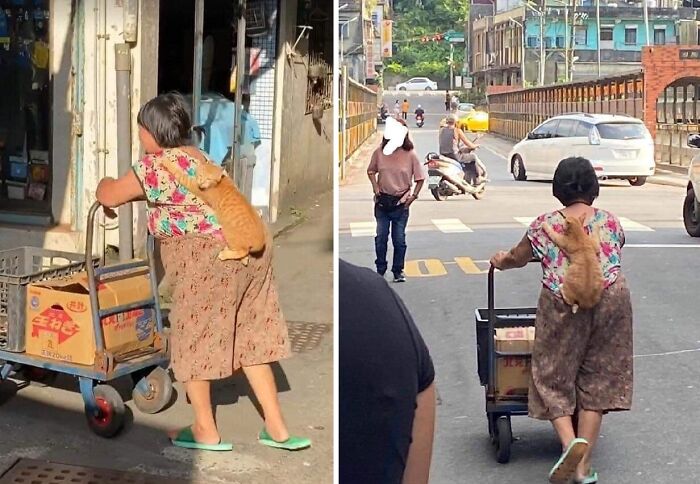 Woman pushing cart with an orange cat clinging to her back in a busy street, showcasing hilarious cat moments online.