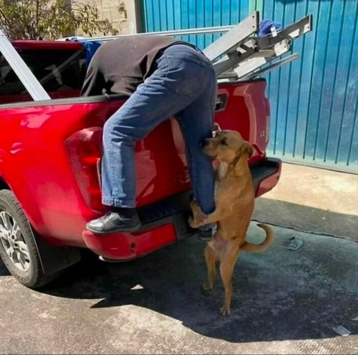Dog playfully hanging on to man’s leg while he leans into red truck bed, one of many hilariously chaotic animal pics.