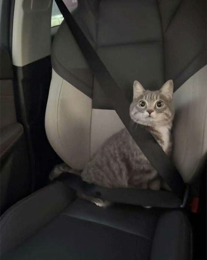 Gray tabby cat secured with a seatbelt sitting on a car seat, looking wide-eyed and alert inside the vehicle.