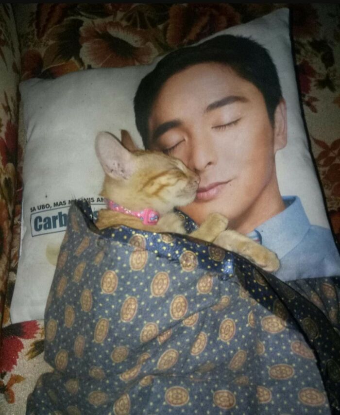 Cat peacefully sleeping tucked in a blanket next to a pillow with a man's face, showing hilarious cat moments.