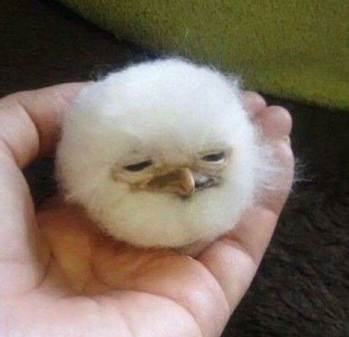 Tiny fluffy chick with a sleepy expression resting in a person's hand, one of the hilariously chaotic animal pics.