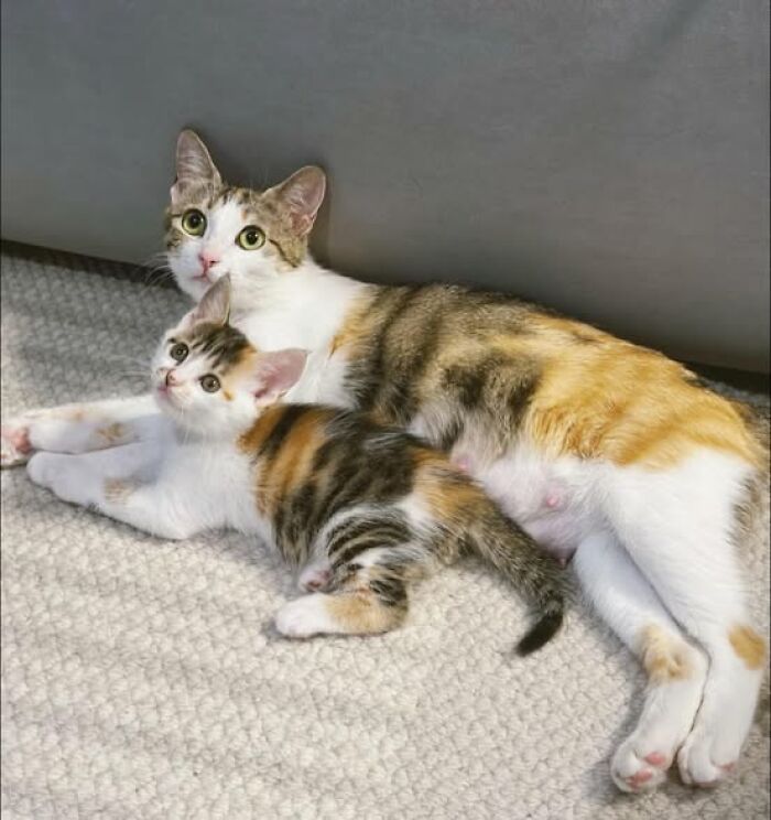Two adorable cats lying together on a carpet, showcasing wholesome and heartwarming cat moments.