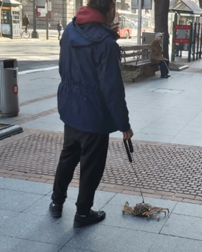 Person walking a crab on a leash in a chaotic animal pic that captures unusual and hilarious moments outdoors.