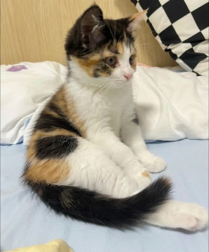 Calico kitten sitting on a bed looking to the side, showcasing adorable and wholesome cat pics in a cozy setting.