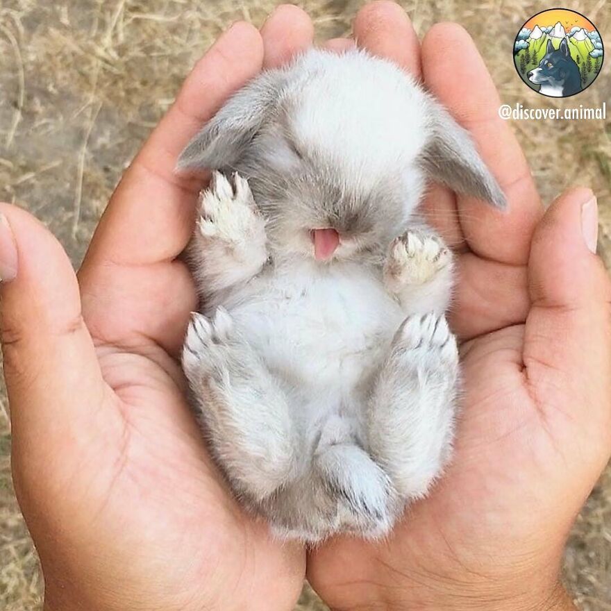 Tiny adorable baby rabbit resting peacefully in hands, showcasing beautiful animals that might brighten up your day.