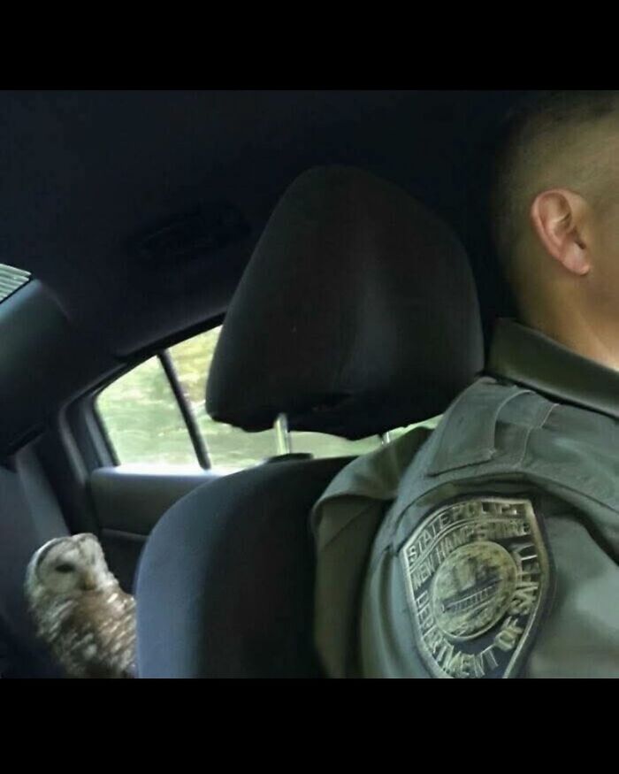 Owl sitting in the backseat of a car, next to a driver in uniform, in a hilariously chaotic animal pic.