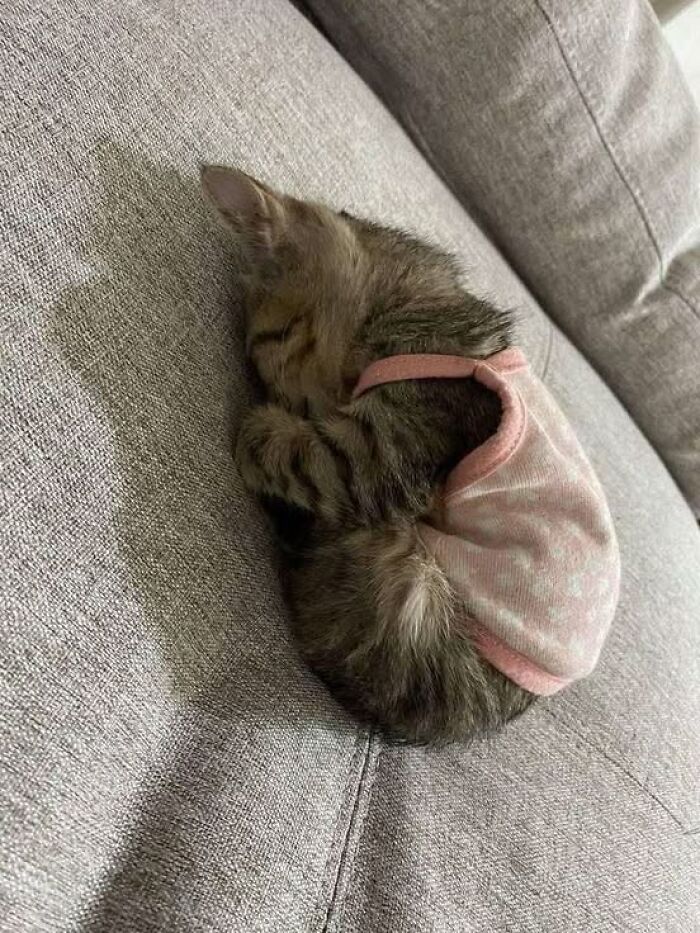 Sleeping kitten curled up on a couch wearing a small pink outfit, showcasing adorable and wholesome cat moments.