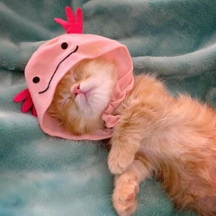 Sleeping orange cat wearing a pink crab hat, showcasing one of the hilarious cat moments that prove cats rule the internet.