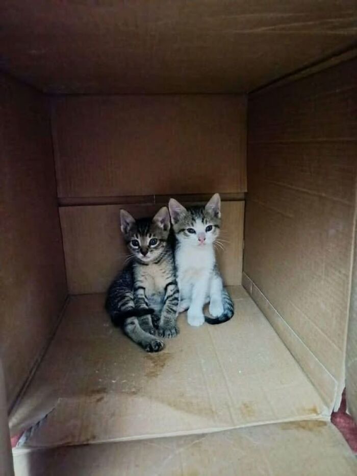 Two adorable kittens sitting closely inside a cardboard box, showcasing wholesome cat pics and moments.