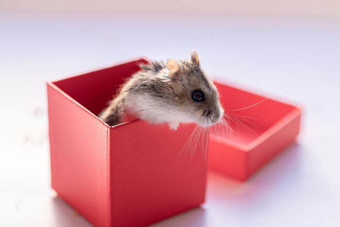 Hamster peeking out of a small red gift box, illustrating a playful scene for smooth pickup lines content.