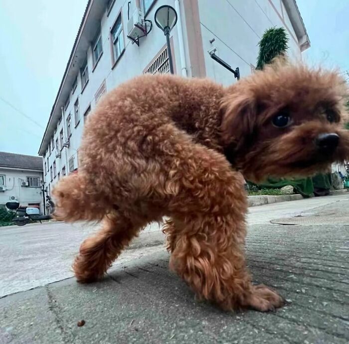Small curly brown dog in a chaotic pose on a concrete street, capturing funny and hilariously chaotic animal moments