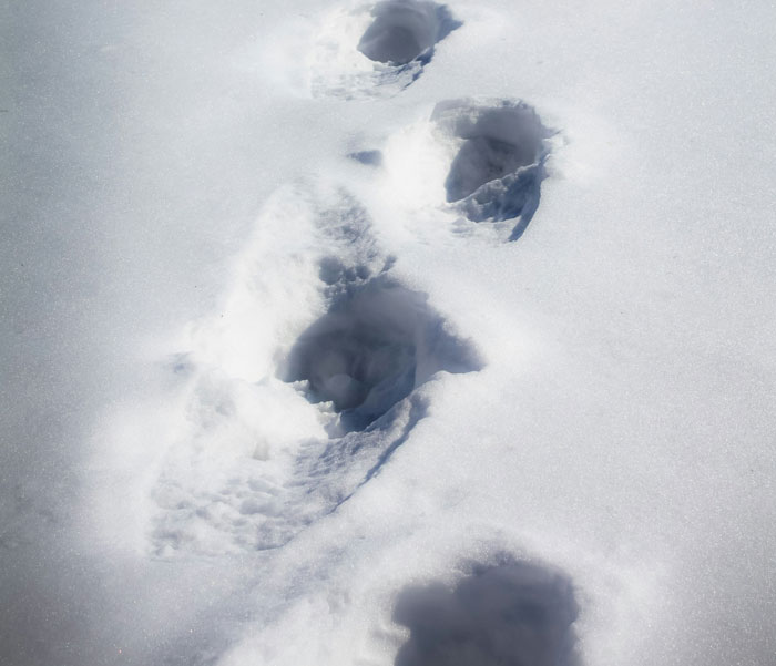 Footprints in deep snow showing a trail through a snowy landscape with sunlight reflecting on the surface.