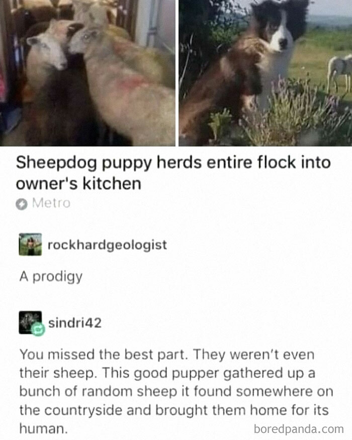 Sheepdog puppy herds random sheep into kitchen, showcasing chaotic and funny moments in random memes collection.