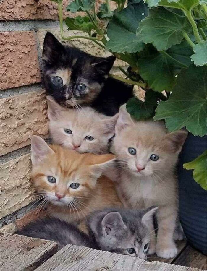 A group of adorable kittens nestled together near a brick wall and green leaves, showcasing cute cat pics.