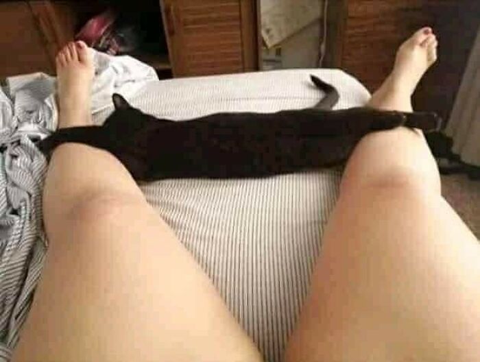Black cat stretched out between person's legs on bed, showcasing a hilarious cat moment that proves cats rule the internet.