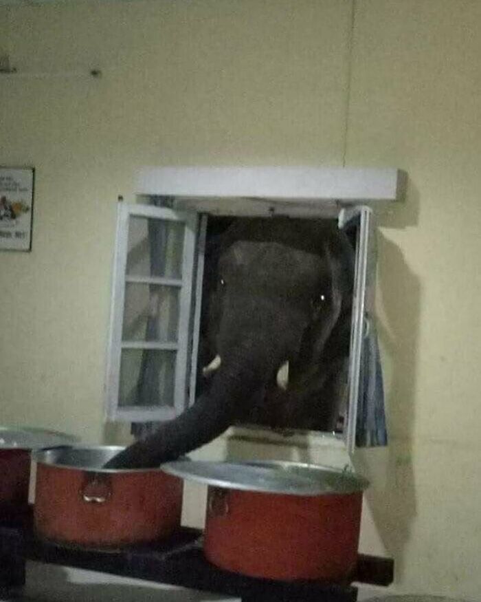 Elephant reaching through window into kitchen, one of the hilariously chaotic animal pics causing unexpected messes.