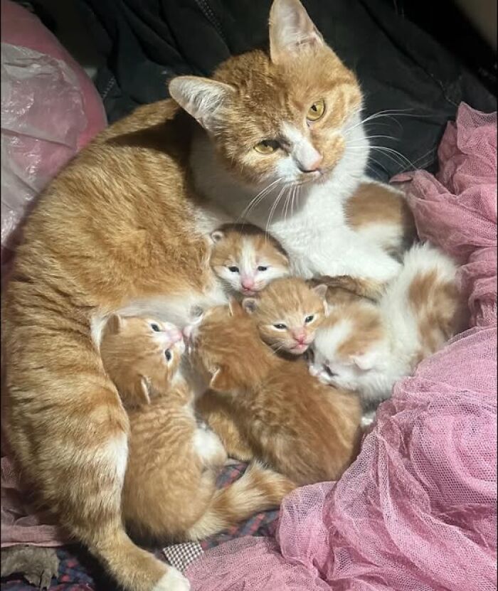 Orange and white cat cuddling with her adorable newborn kittens in a cozy and warm setting, showing cat pics and stories.