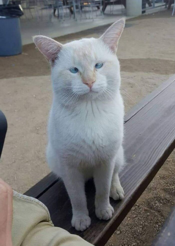 White cat with blue eyes sitting on a wooden bench, showcasing adorable cat pics and wholesome moments outdoors.