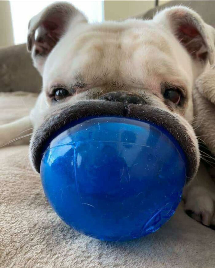Bulldog holding a large blue ball in its mouth, showcasing a hilariously chaotic animal moment indoors.