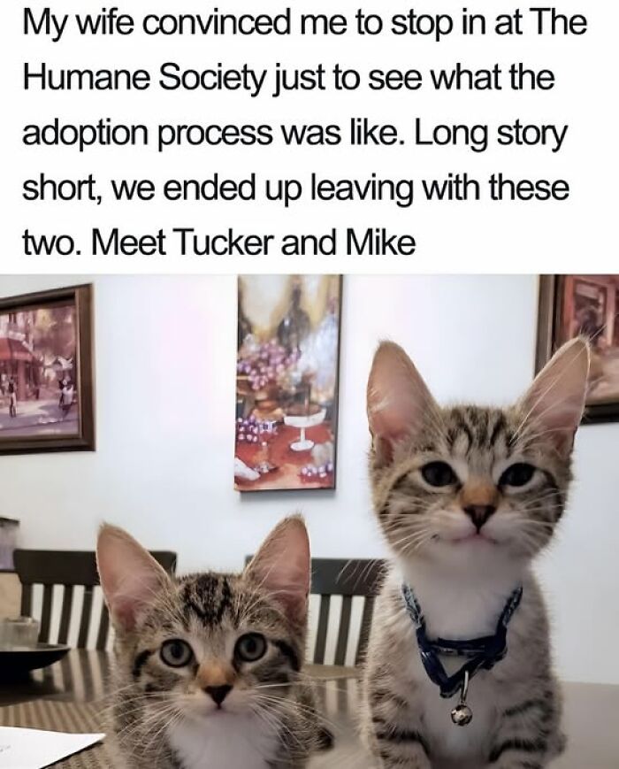 Two adorable kittens named Tucker and Mike recently adopted, showcasing wholesome cat moments indoors.