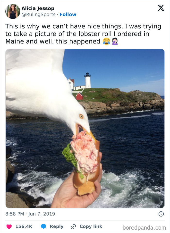 Seagull stealing a lobster roll from a person’s hand by the rocky coastline, a funny way people learned their lesson.