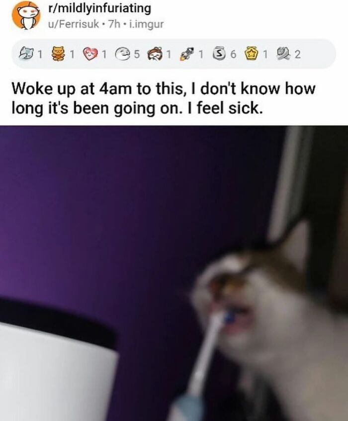 Blurry photo of a cat biting an electric toothbrush, a chaotic animal pic illustrating annoying pet behavior early morning.