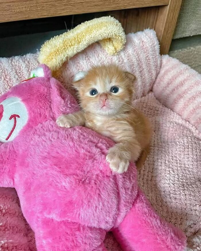 Orange kitten cuddling a large pink plush toy, lying on a soft textured bed in a cozy setting, adorable cat pics.