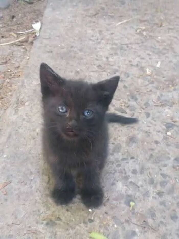 Black kitten with bright blue eyes sitting on a concrete surface, an adorable cat pic full of charm and innocence.