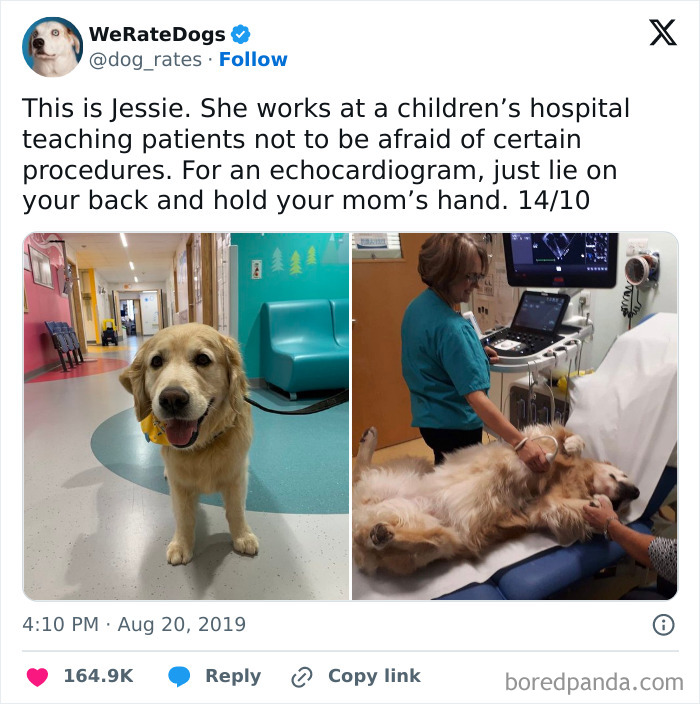 Golden retriever therapy dog helping children stay calm during echocardiogram in a hospital medical meme.