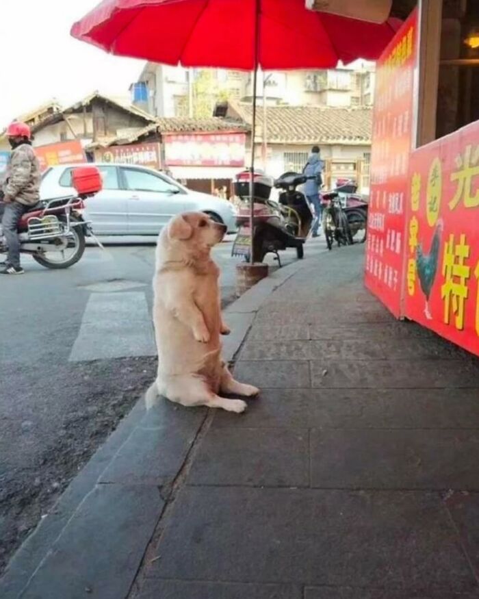 Dog sitting upright on sidewalk under a red umbrella, creating a hilariously chaotic animal moment in a busy street scene.