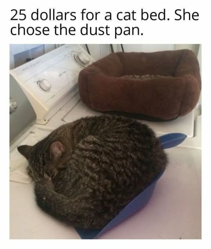 Tabby cat curled up sleeping in a dustpan next to an unused cat bed in an adorable wholesome cat moment.