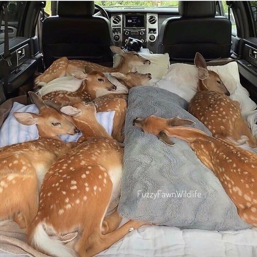 Several adorable animals, including young deer, resting comfortably inside a vehicle with soft blankets.