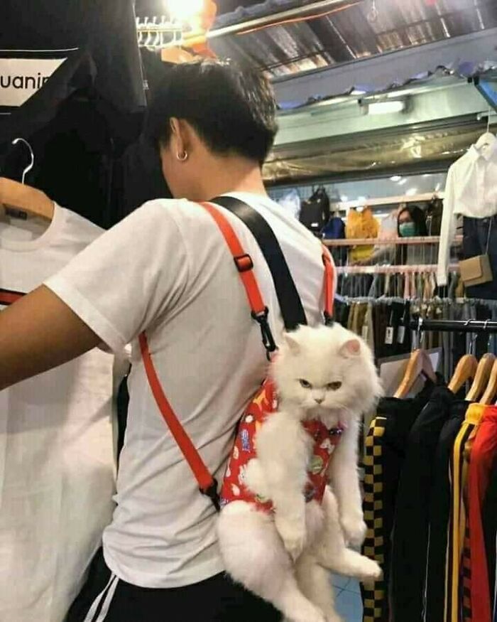 Person shopping with a white cat wearing a red harness backpack, showcasing hilarious cat moments proving cats rule the internet.